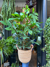 Load image into Gallery viewer, Philodendron pedatum / Oak Leaf Philodendron on Moss Pole - *Local Delivery or Local Pick Up Only*
