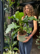 Load image into Gallery viewer, Alocasia Low Rider / Elephant Ear - *Local Delivery or Local Pick Up Only*
