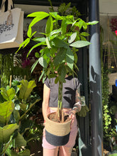 Load image into Gallery viewer, Pachira aquatica / Money Tree / Guiana Chestnut - *Local Delivery or Local Pick Up Only*
