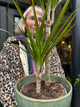 Load image into Gallery viewer, Dracaena marginata / Dragon Tree - *Local Delivery or Local Pick Up Only*
