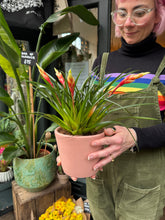 Load image into Gallery viewer, Vriesea Shannon / Flaming Sword Bromeliad
