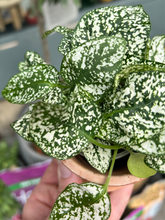 Load image into Gallery viewer, Hypoestes phyllostachya White / Polka Dot Plant
