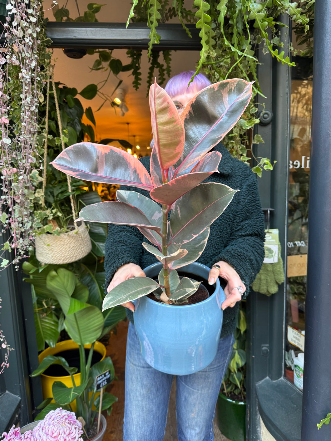 Ficus elastica Belize / Variegated Rubber Plant