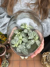 Load image into Gallery viewer, Glass Egg Sealed Terrarium - *Local Delivery or Local Pick Up Only*
