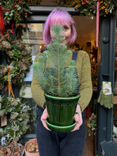 Load image into Gallery viewer, Pinus pinea Silver Crest - Stone Pine
