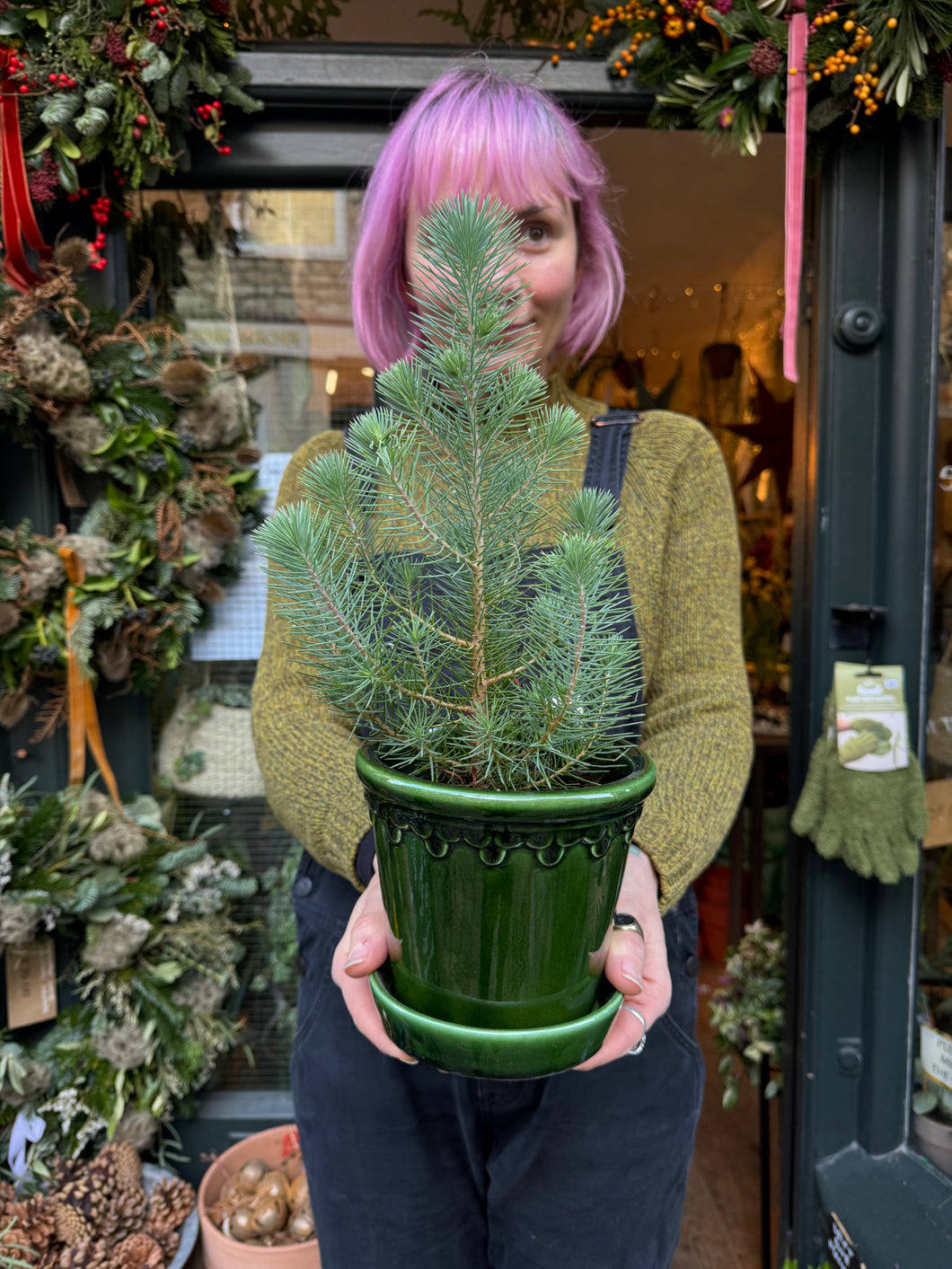 Pinus pinea Silver Crest - Stone Pine