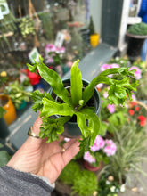 Load image into Gallery viewer, Asplenium antiquum Leslie / Crested Bird’s Nest Fern
