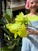 Load image into Gallery viewer, Philodendron hederaceum Neon / Lemon Lime
