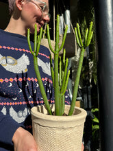 Load image into Gallery viewer, Euphorbia alluaudii / Euphorbia leucodendron
