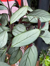 Load image into Gallery viewer, Ctenanthe setosa / Never Never Plant - *Local Delivery or Local Pick Up Only*
