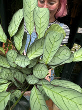 Load image into Gallery viewer, Ctenanthe amagris / Prayer Plant
