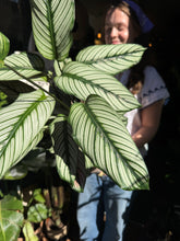 Load image into Gallery viewer, Calathea whitestar / Prayer Plant - *Local Delivery or Local Pick Up Only*
