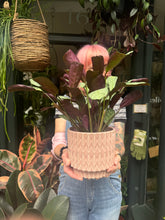 Load image into Gallery viewer, Ctenanthe amagris / Prayer Plant
