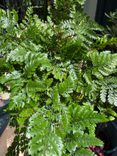 Load image into Gallery viewer, Humata tyermanii / White Rabbit&#39;s Foot Fern
