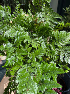 Humata tyermanii / White Rabbit's Foot Fern