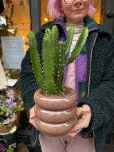 Load image into Gallery viewer, Euphorbia triangularis / Chandelier Tree
