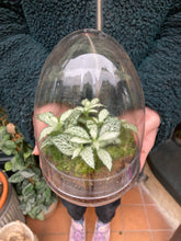 Load image into Gallery viewer, Glass Egg Sealed Terrarium - *Local Delivery or Local Pick Up Only*
