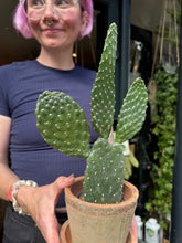 Load image into Gallery viewer, Opuntia rubescens Consolea / Road Kill Cactus
