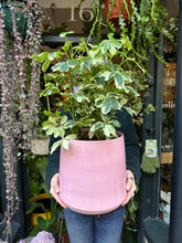 Load image into Gallery viewer, Schefflera Charlotte / Umbrella Plant - *Local Delivery or Local Pick Up Only*
