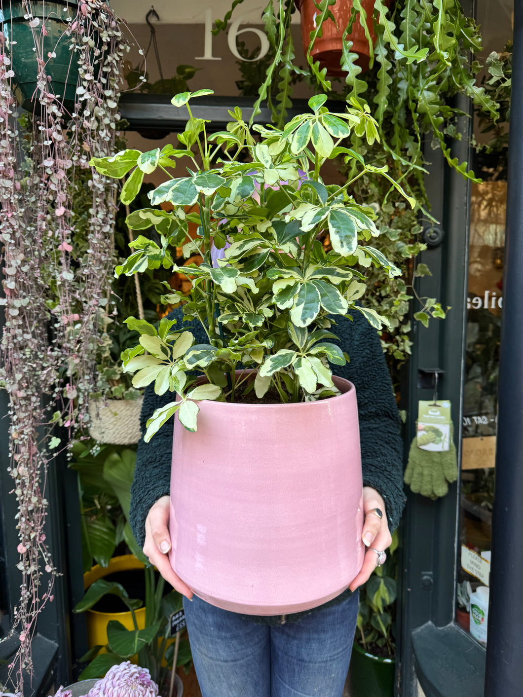 Schefflera Charlotte / Umbrella Plant - *Local Delivery or Local Pick Up Only*