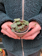 Load image into Gallery viewer, Ceropegia woodii 6cm Pot - String of Hearts
