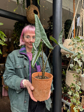 Load image into Gallery viewer, Alocasia tigrina Superba / Elephant Ear / Tiger Alocasia - *Local Delivery or Local Pick Up Only*
