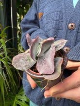 Load image into Gallery viewer, Cotyledon Hybrid
