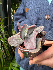 Cotyledon Hybrid