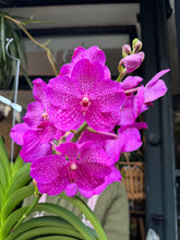 Load image into Gallery viewer, Hanging Vanda Orchid - Mixed Flower Colours - *Local Delivery or Local Pick Up Only*
