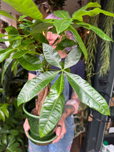 Load image into Gallery viewer, Pachira aquatica / Money Tree / Guiana Chestnut - 12cm Pot
