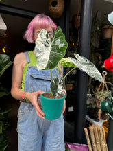 Load image into Gallery viewer, Alocasia micholitziana Frydek Variegata / Variegated Elephant Ear
