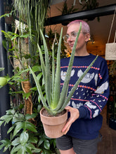 Load image into Gallery viewer, Aloe Vera
