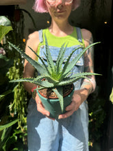 Load image into Gallery viewer, Aloe arborescens / Candelabra Aloe

