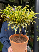 Load image into Gallery viewer, Dracaena reflexa / Song of India / Dragon Tree - *Local Delivery or Local Pick Up Only*
