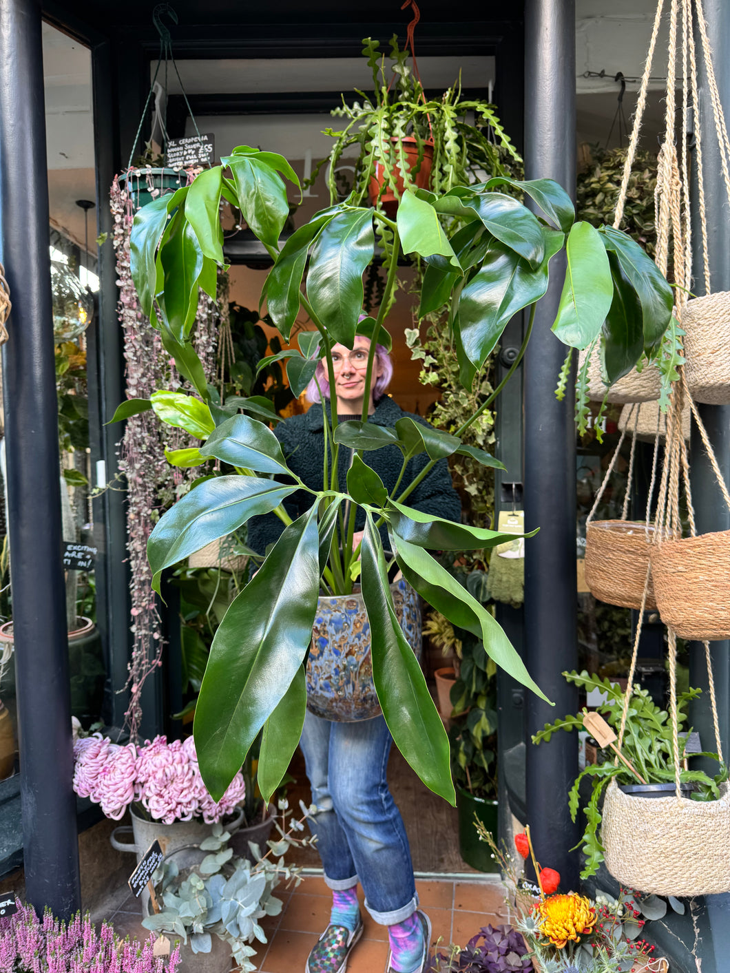 Philodendron goeldii Fun Bun - *Local Delivery or Local Pick Up Only*