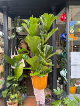 Load image into Gallery viewer, Ficus lyrata / Fiddle Leaf Fig 2 Stem - *Local Delivery or Local Pick Up Only*
