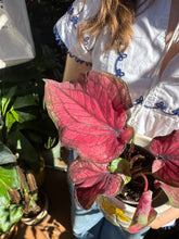 Load image into Gallery viewer, Caladium bicolor Lucia / Angel Wings
