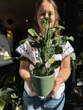 Load image into Gallery viewer, Opuntia jamaicensis Ghost / Jamaican Ghost
