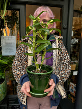Load image into Gallery viewer, Dendrobium nobile / Nobile Dendrobium / Orchid
