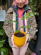 Load image into Gallery viewer, Monstera obliqua Peru / Lacy Monstera
