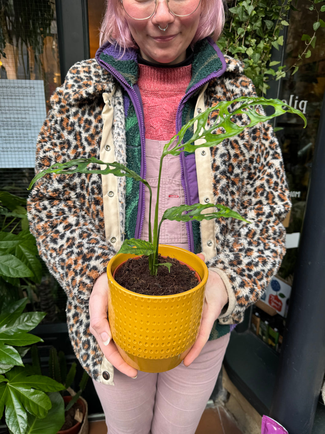 Monstera obliqua Peru / Lacy Monstera