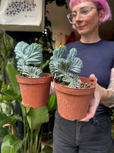 Load image into Gallery viewer, Myrtillocactus geometrizans Cristata / Crested Blue Flame
