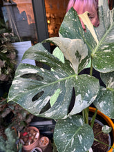 Load image into Gallery viewer, Monstera Thai Constellation / Variegated Cheese Plant - 17cm Pot
