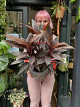 Load image into Gallery viewer, Cordyline fruticosa Tango / Ti Plant - *Local Delivery or Local Pick Up Only*

