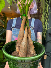 Load image into Gallery viewer, Pachira aquatica / Money Tree / Guiana Chestnut - 12cm Pot
