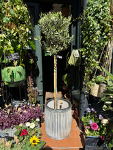 Load image into Gallery viewer, Olea europaea / Olive Tree - *Local Delivery or Local Pick Up Only*
