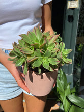 Load image into Gallery viewer, Aeonium leucoblepharum - Tree House Leek
