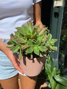 Aeonium leucoblepharum - Tree House Leek