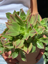 Load image into Gallery viewer, Aeonium leucoblepharum - Tree House Leek
