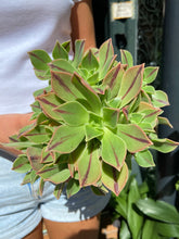 Load image into Gallery viewer, Aeonium leucoblepharum - Tree House Leek
